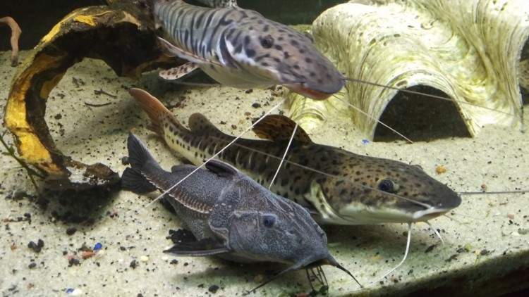 aquarium catfish
