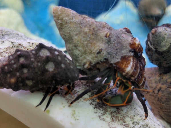 hermit crab molting