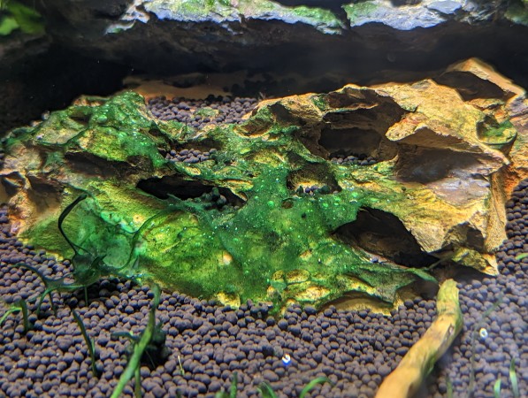 How to Get Rid of Blue-Green Algae in Freshwater Aquariums