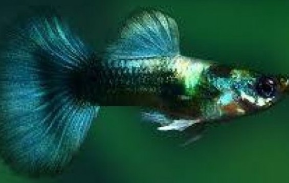 Green Moscow Guppy