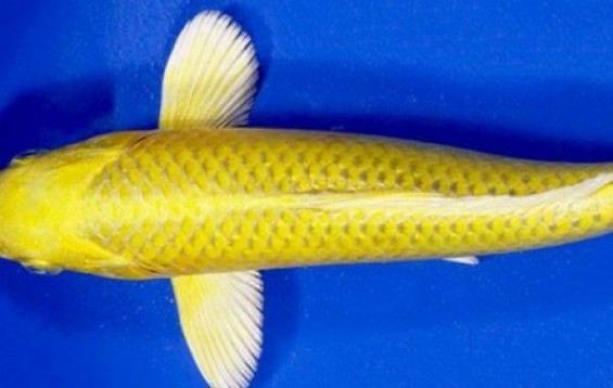 Yamabuki Ogon High Quality Koi - Koi Fish - Cyprinus carpio | Tank Facts