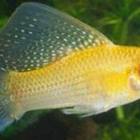 Harlequin Sailfin Molly - Mollies - Poecilia latipinna | Tank Facts