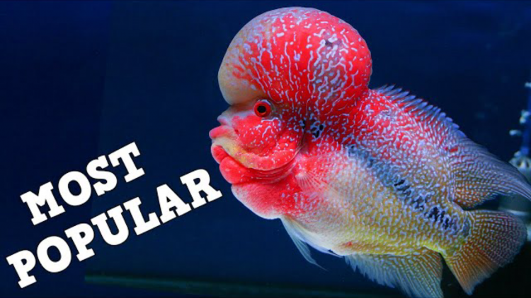 Top 10 Most Beautiful Freshwater Aquariums of 2012 — Hungarian
