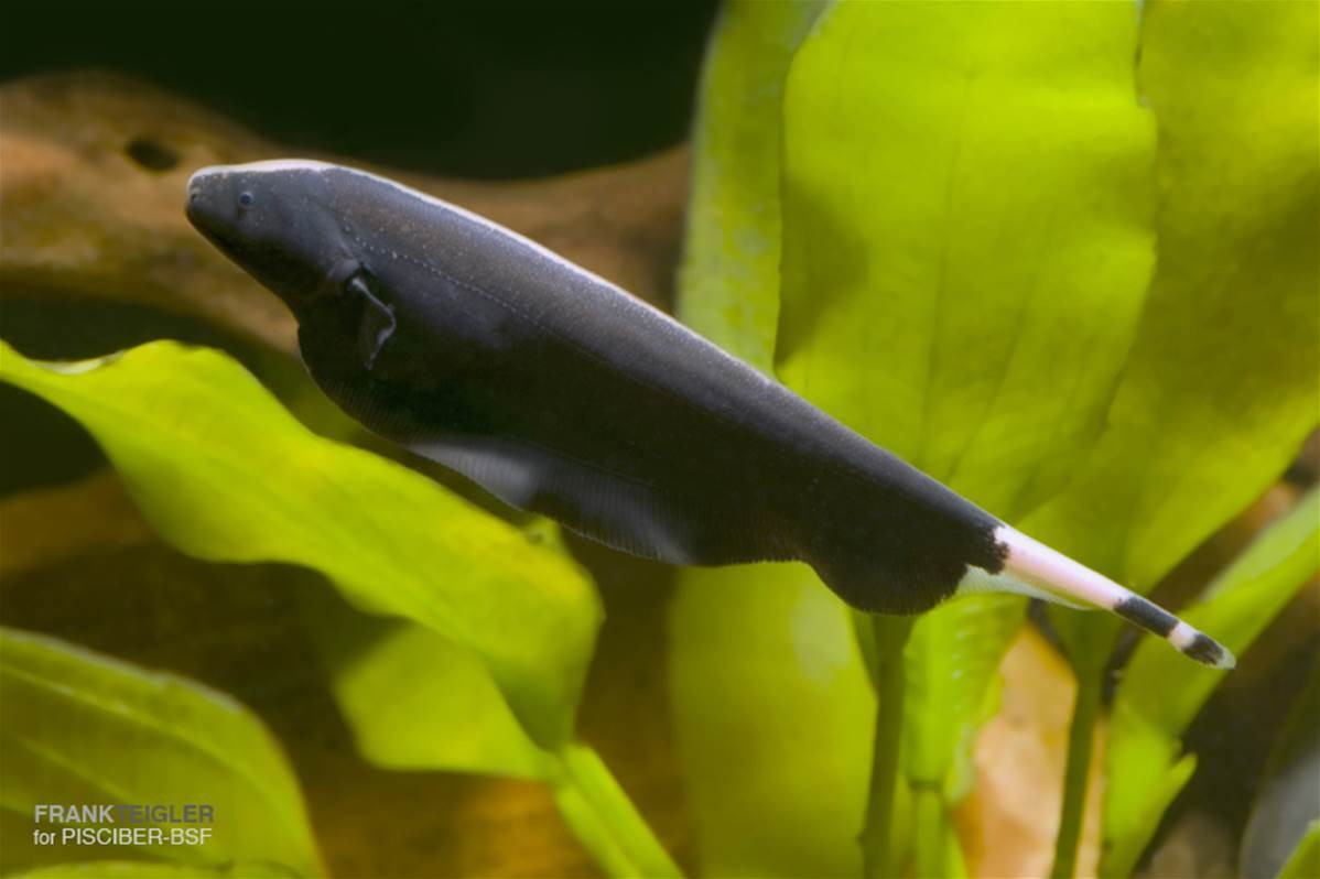 Black Ghost Knifefish Knifefish Apteronotus Albifrons Tank Facts