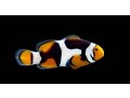 premium-onyx-percula-clownfish-captive-bred-small-0