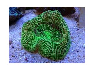 Australian Metallic Stripe Brain Coral