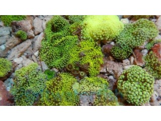Green Ricordea Mushroom Polyp