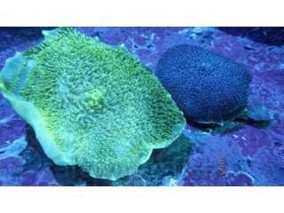 Giant Cup Mushroom Coral